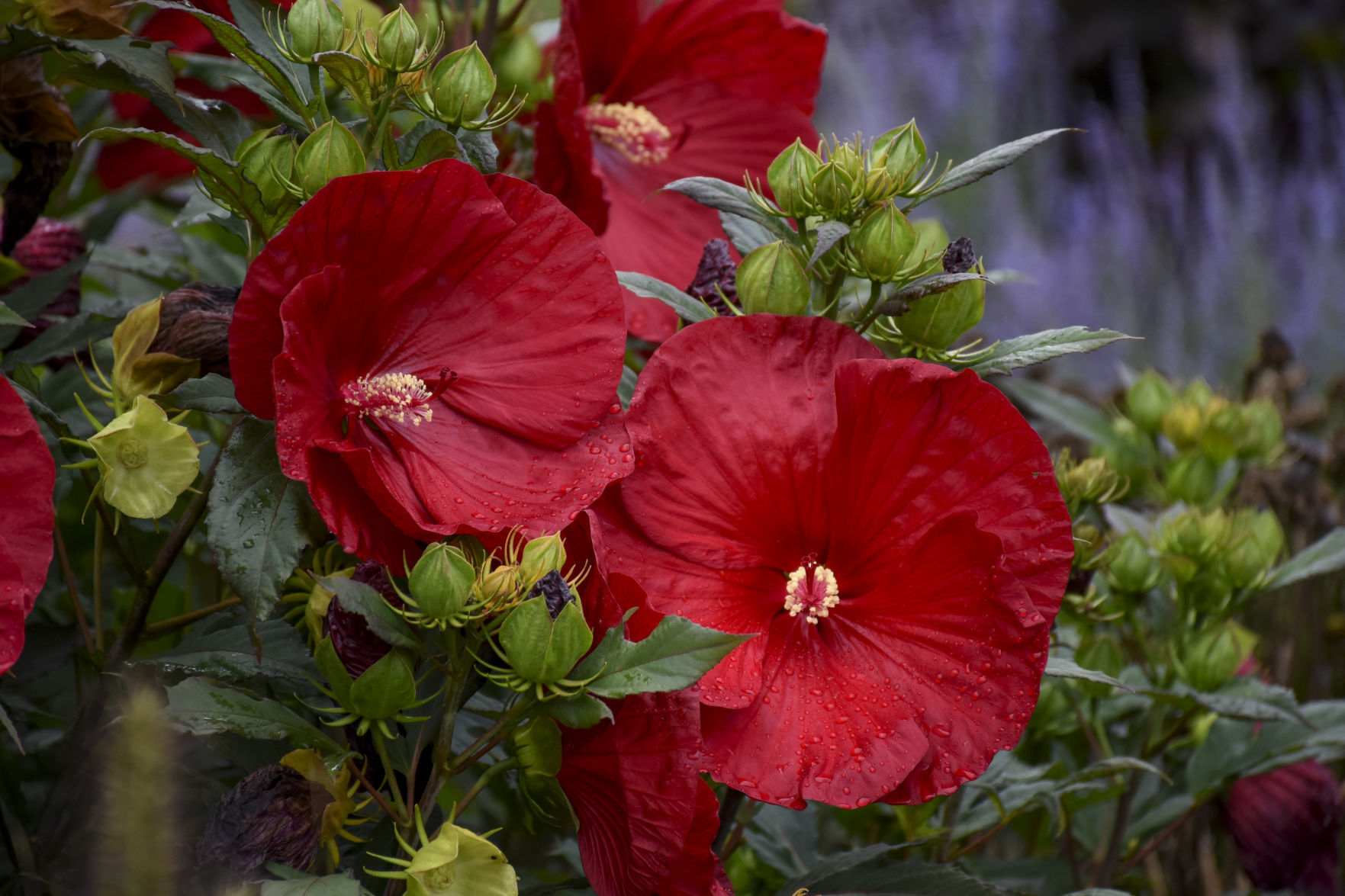 hibiscus_cranberry_crush_apj19_3.jpg